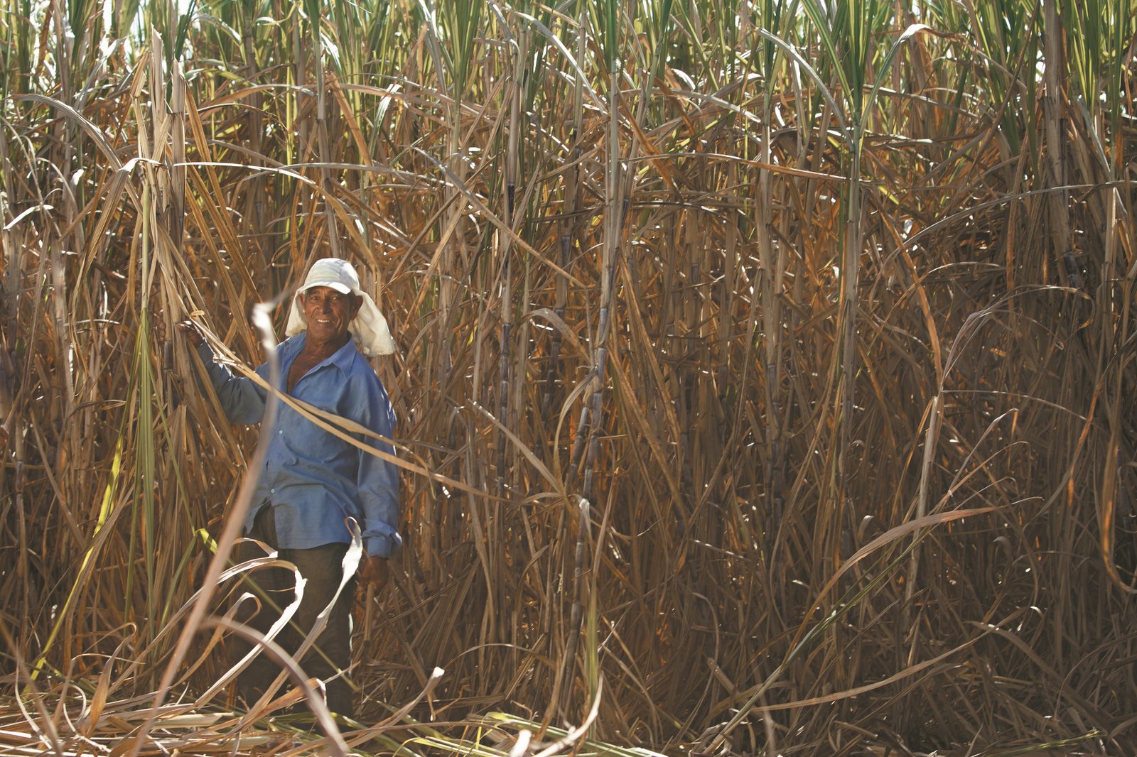 Imagem da notícia: Secretaria de Agricultura inicia cadastro de interessados no plantio de cana-de-açúcar no município