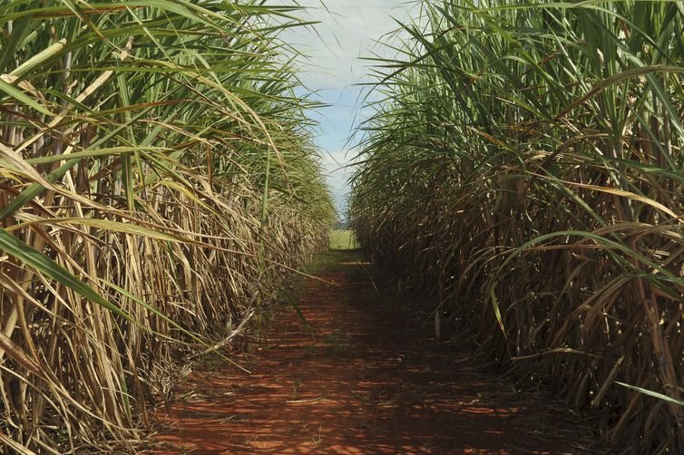 Novos incentivos para o plantio de cana-de-açúcar em Presidente Kennedy